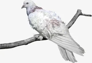 树枝上的鸟免抠