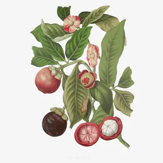 卡通手绘山竹树枝免抠