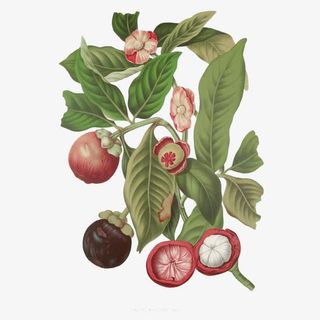 卡通手绘山竹树枝免抠