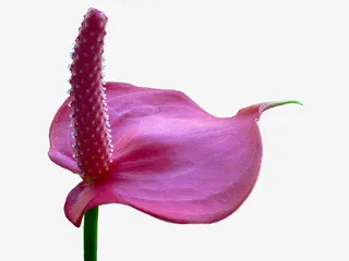 鲜花素材海报下载免抠