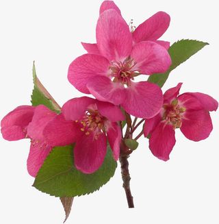 手绘花朵素材抽象鲜花免抠