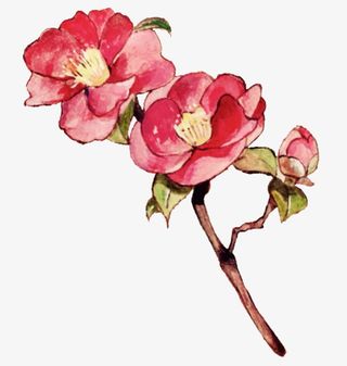 手绘中国风山茶花免抠