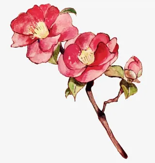 手绘中国风山茶花免抠