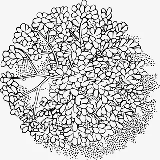 树木叶子黑白风手绘线稿带投影免抠