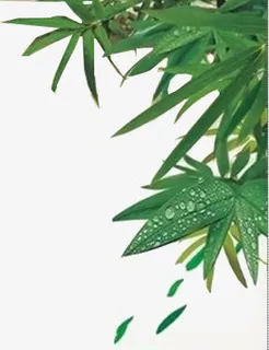 绿色竹叶清新露珠免抠