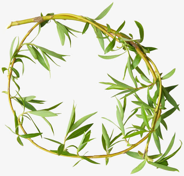 柳树枝 绿叶png素材免抠