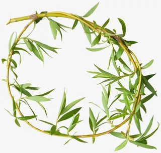 柳树枝 绿叶png素材免抠