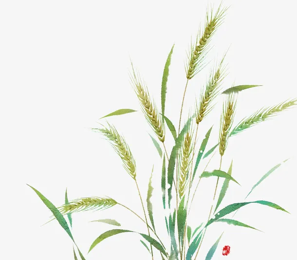 小麦PNG免抠