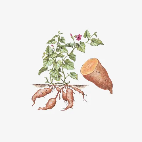 卡通手绘红薯蔬菜插图免抠免抠