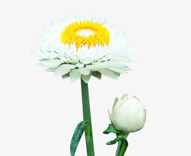 两朵白蜡菊图片素材免抠