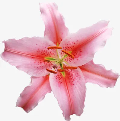 粉色百合花免抠