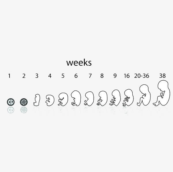 胎儿的成长免抠