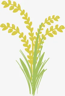 秋收的稻谷免抠