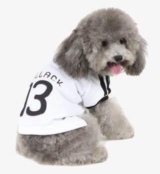 摄影可爱的泰迪小狗免抠