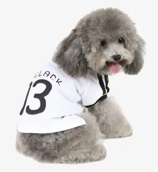 摄影可爱的泰迪小狗免抠