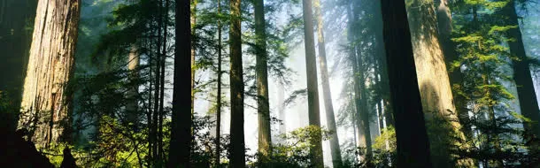 草丛树木光阴背景banner