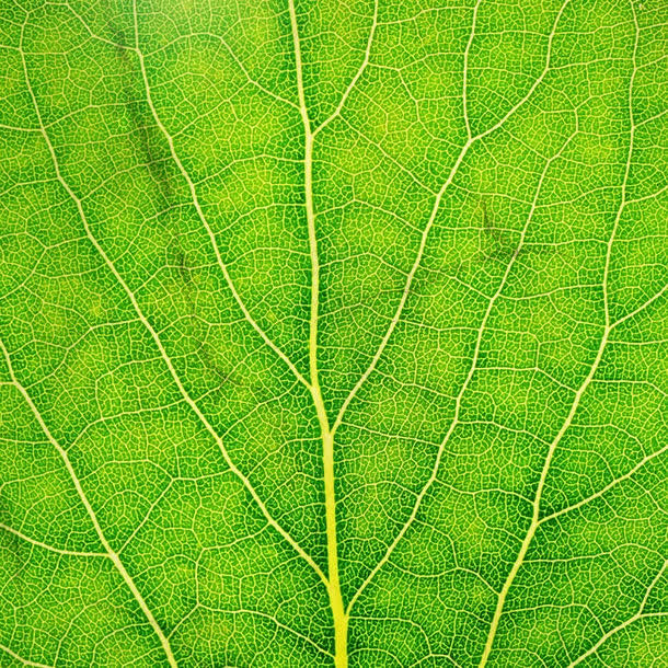 绿色叶子叶茎免抠