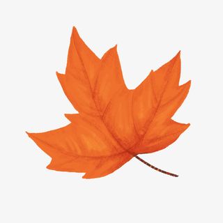 秋天的枫叶素材3免抠