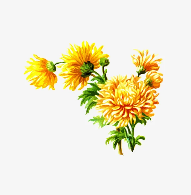 水彩菊花免抠