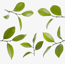 绿叶素材免抠