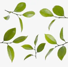 绿叶素材免抠