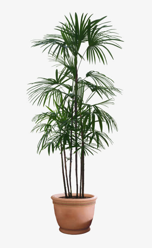 植物免抠