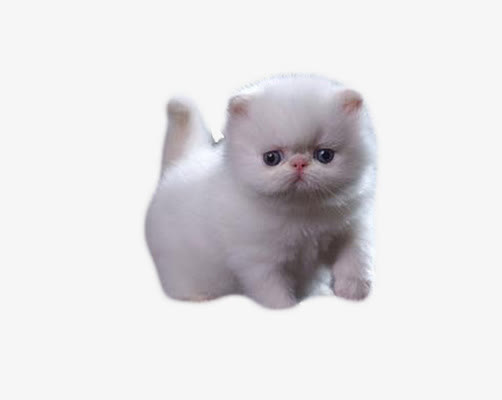 波斯猫宝宝免抠