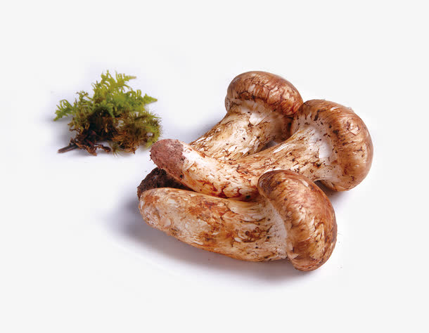 松茸免抠