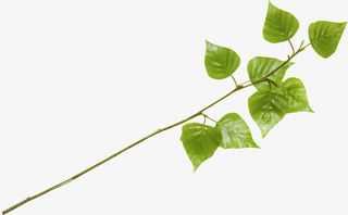 卡通树叶元素树叶图片素材免抠