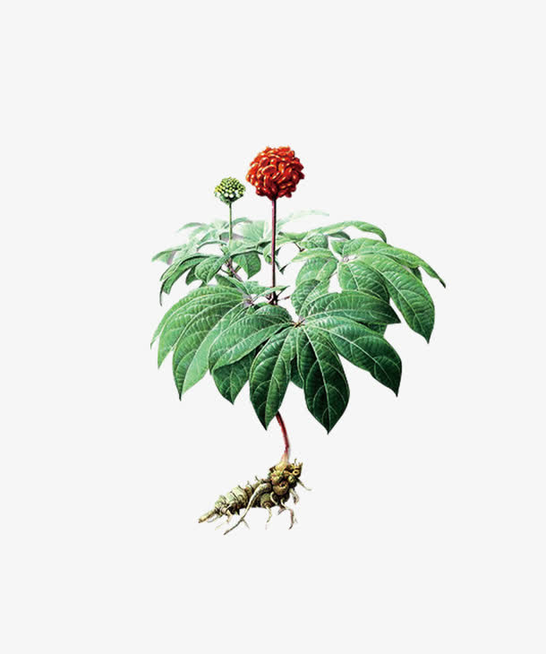 三七免抠