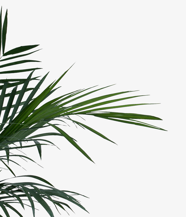 装饰植物大片免抠