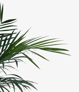 装饰植物大片免抠