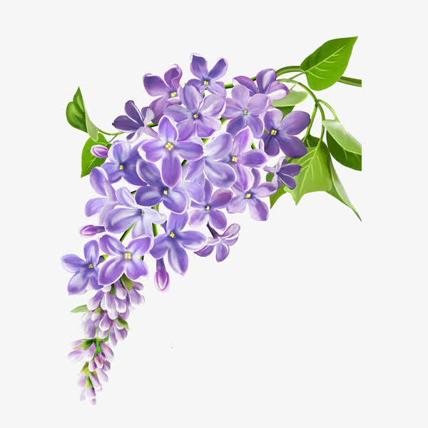 手绘立体紫丁香花卉装饰免抠免抠