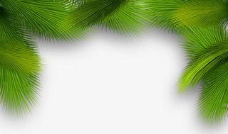 圣诞松树枝免抠