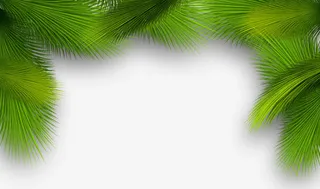 圣诞松树枝免抠