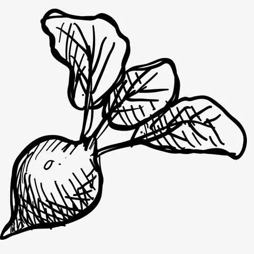 铅笔画 果蔬 蔬菜 速写 黑白免抠