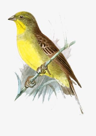 手绘小鸟装饰画免抠