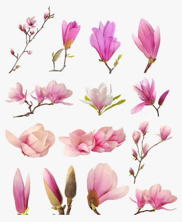 木兰花免抠