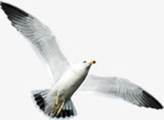 夏日向上飞翔海鸥素材免抠