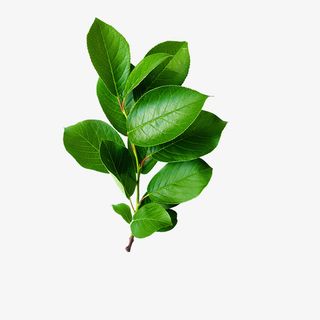 绿植树叶树枝免抠