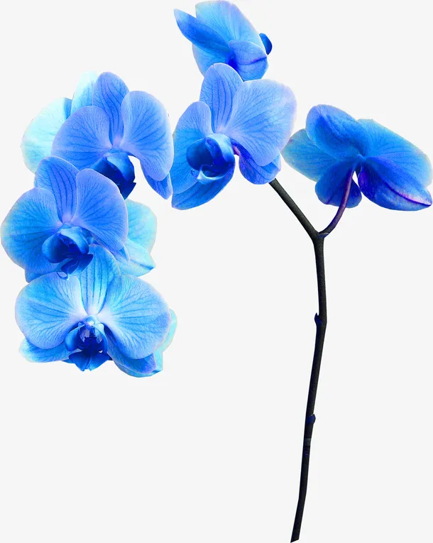花卉免抠