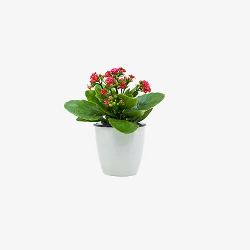 一盆开花绿色盆栽免抠
