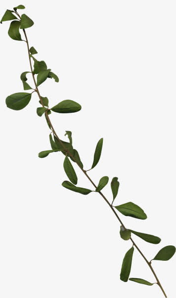 红色树叶树枝彩绘免抠