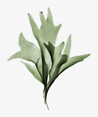 鹿角羊齿绿叶免抠