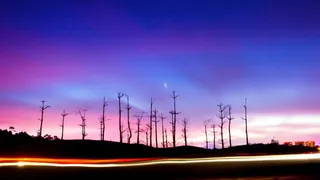 紫蓝色天空下的枯树枝免抠