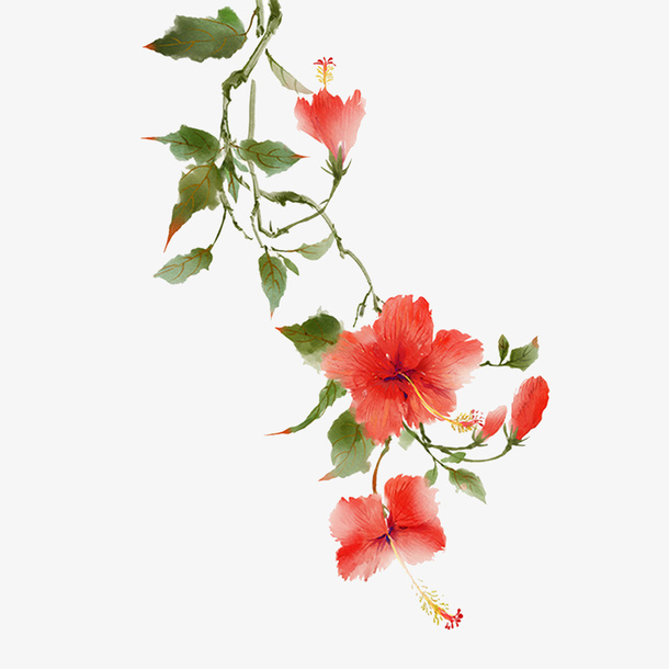 扶桑花彩绘免抠素材免抠