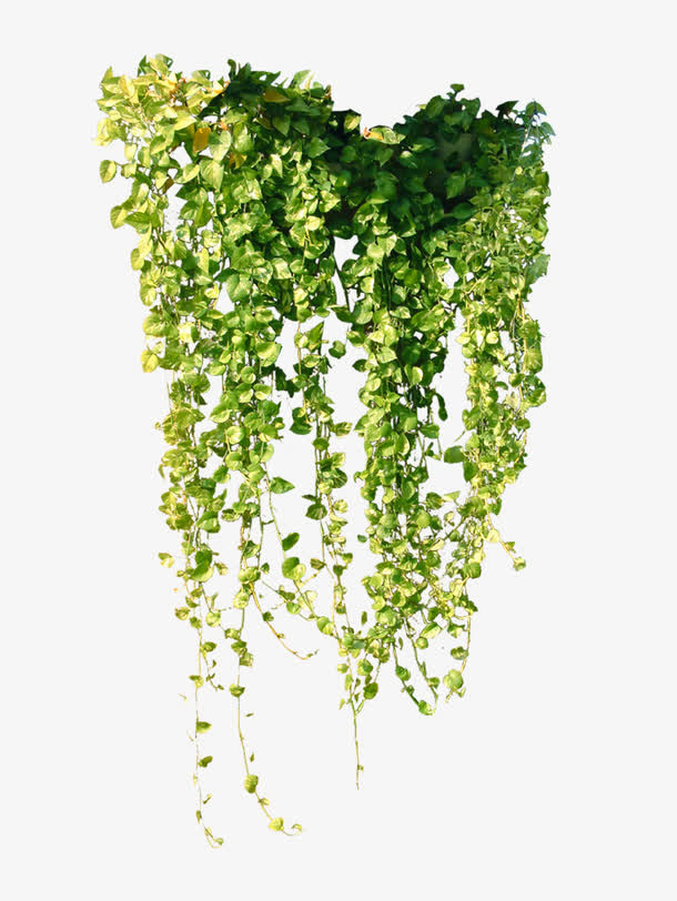 植物藤蔓免抠