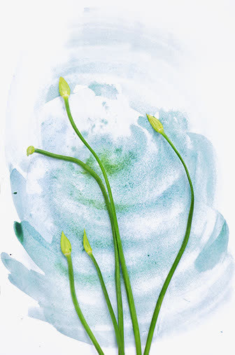 蔬菜免抠