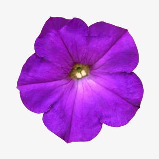 花束图片背景素材