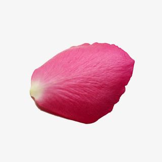 梦幻粉色花瓣免抠